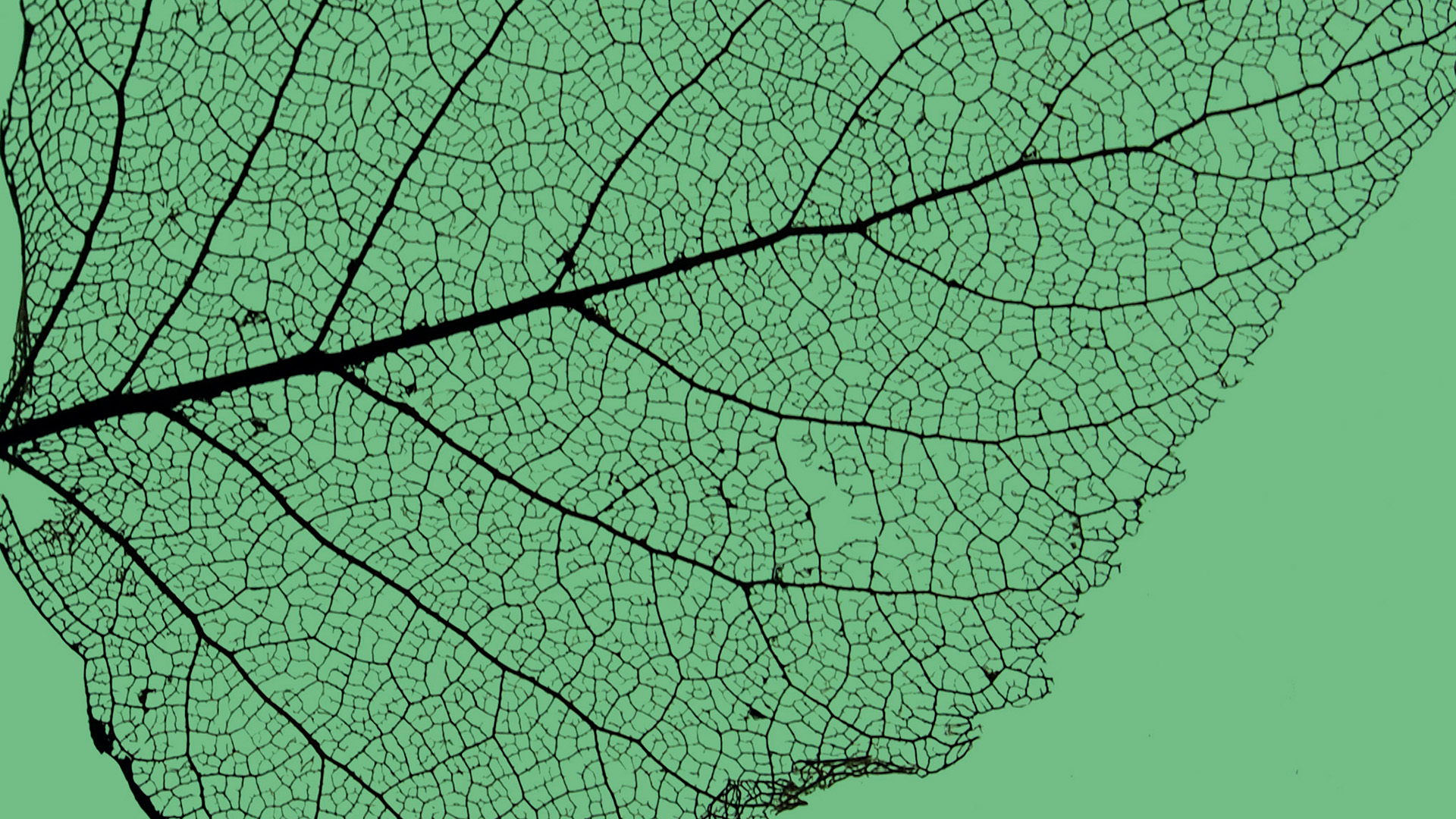 Making the most of Europe’s limited biomass resources