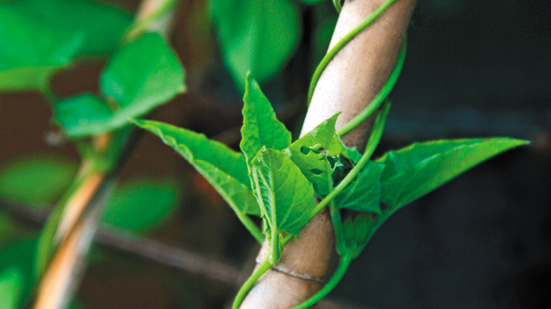 Transitioning coal regions in China: evidence from coal industry chains in Shanxi and Shaanxi