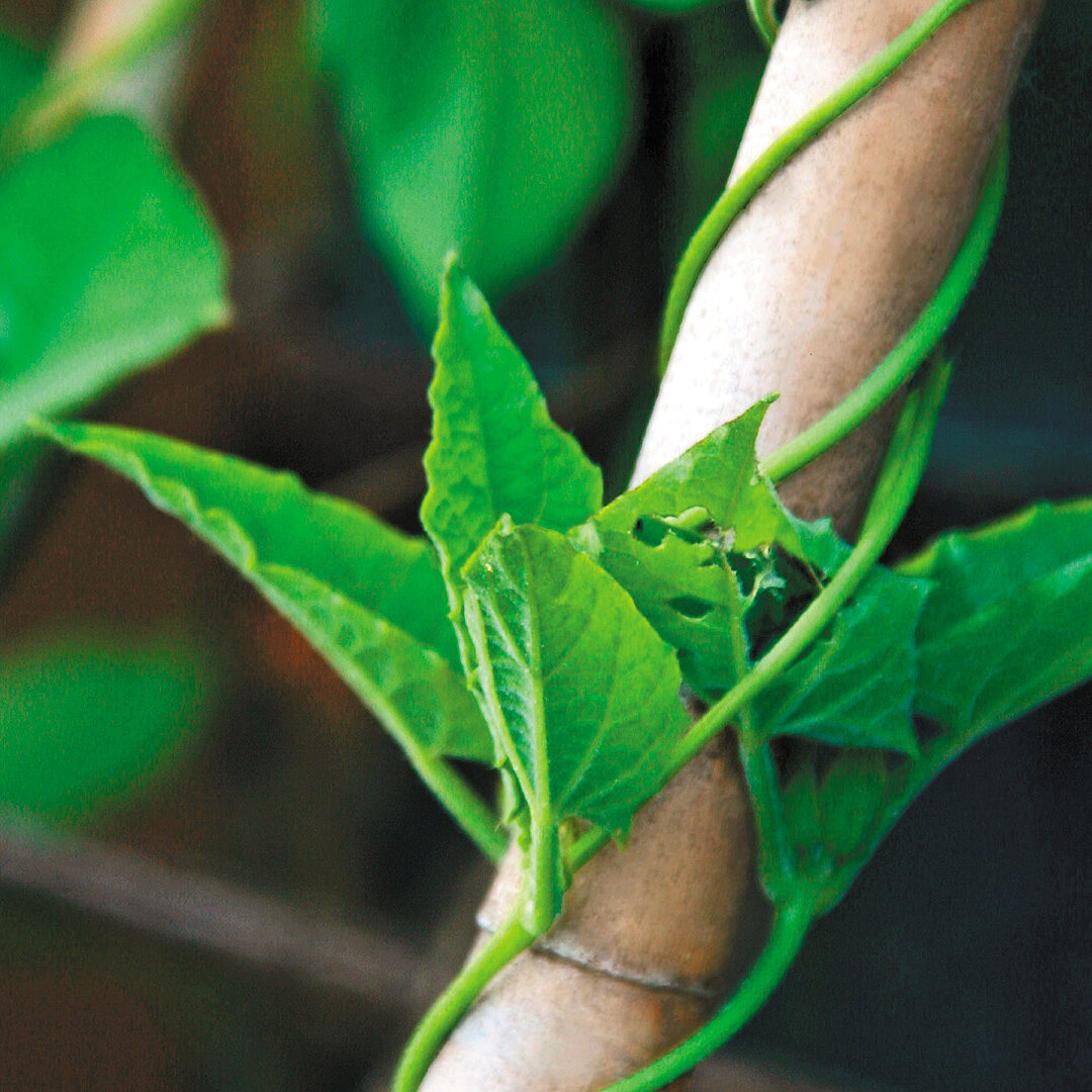 Transitioning coal regions in China: evidence from coal industry chains in Shanxi and Shaanxi